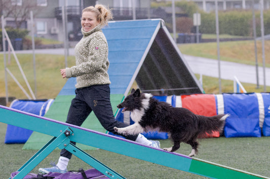 Agility Felt ☆ Samlingsbasert - Høst 26