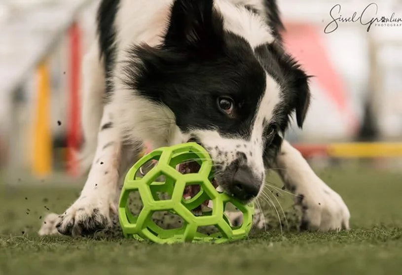 Agility Long Run m/ Monica - Desember 26