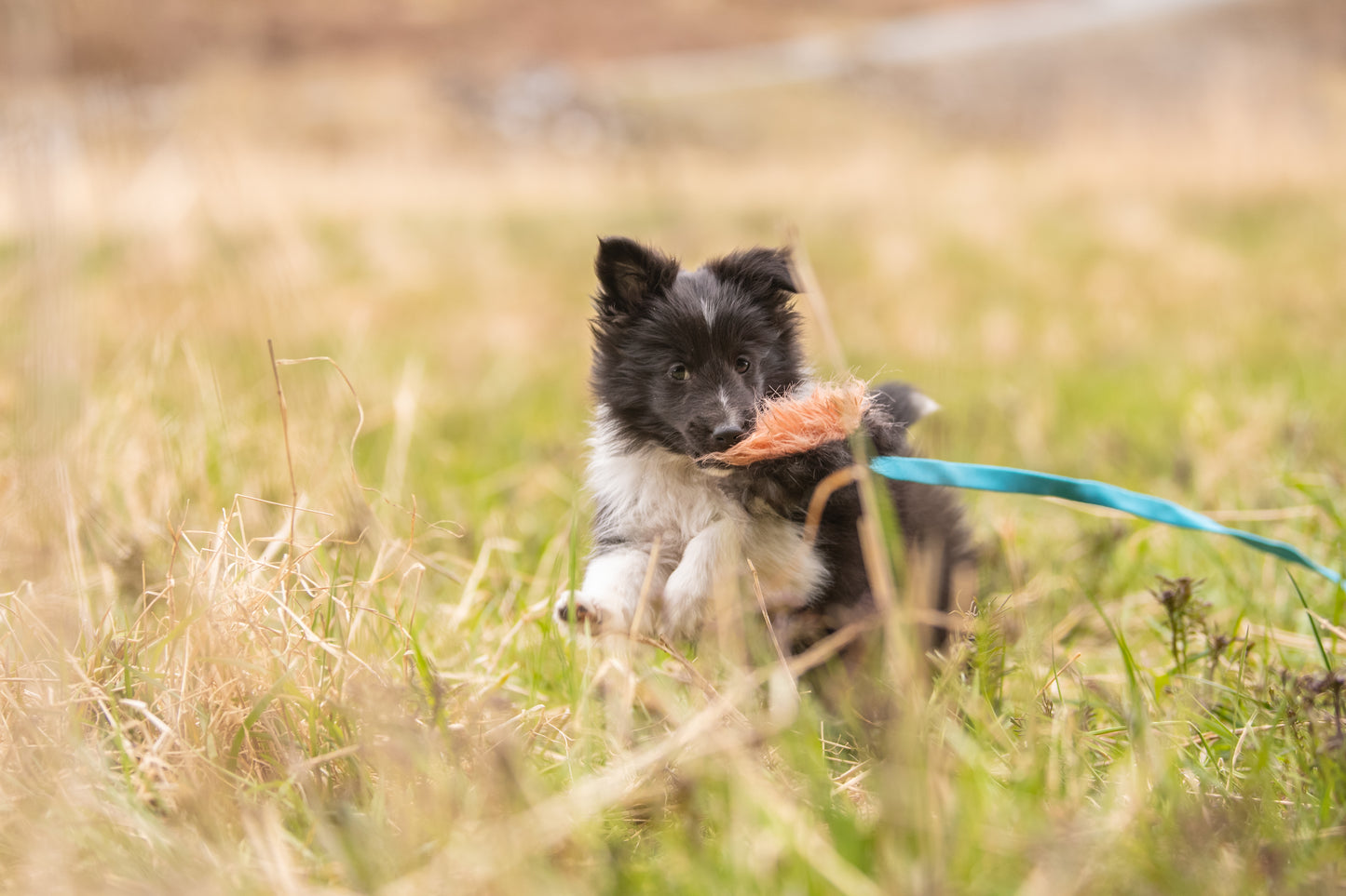 FreeRun HundMingel - 8. Mars 2026