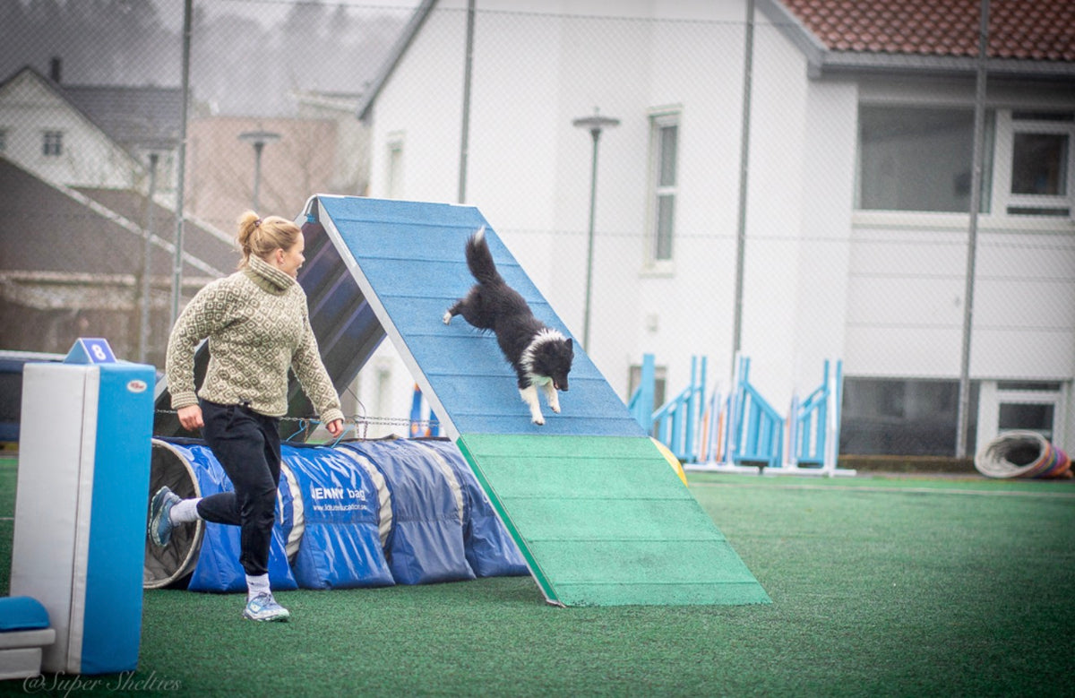 Agility Basic Handling - 14-15. November)