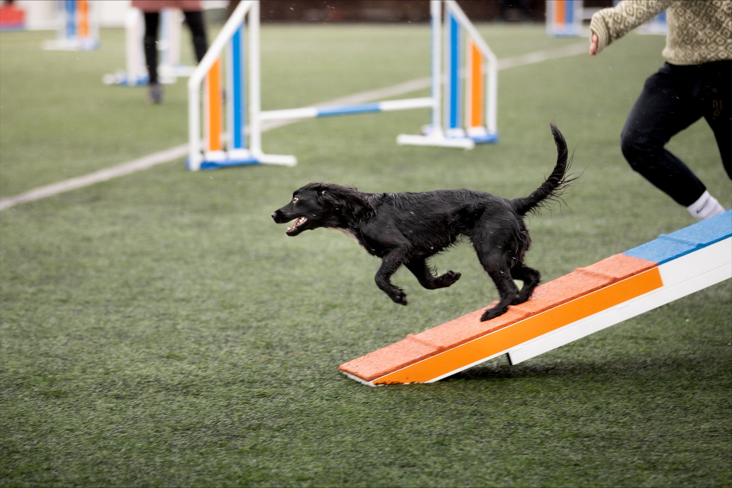 Agility Felt ☆ Samlingsbasert - Høst 26