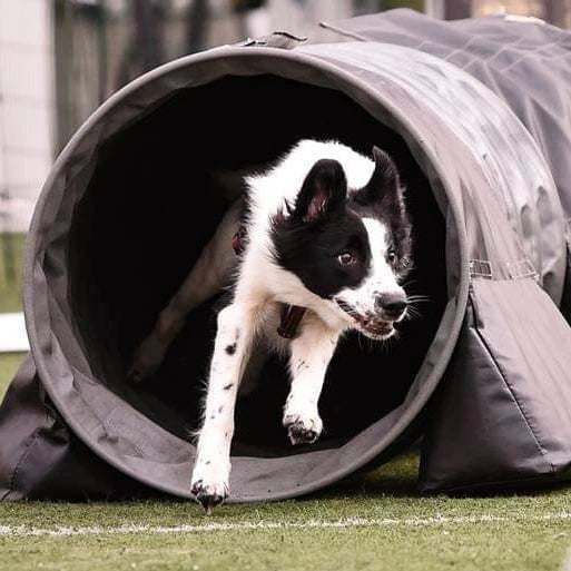 Agility Basic - 18. august m/Monica