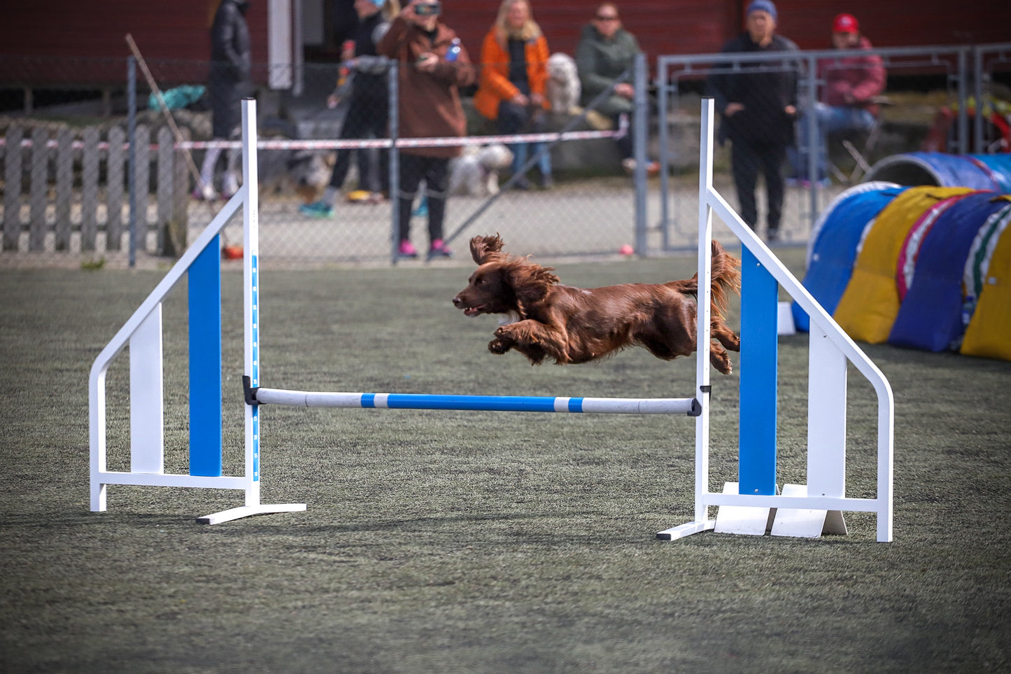 Agility Grunnkurs: 12 & 18. mai-26