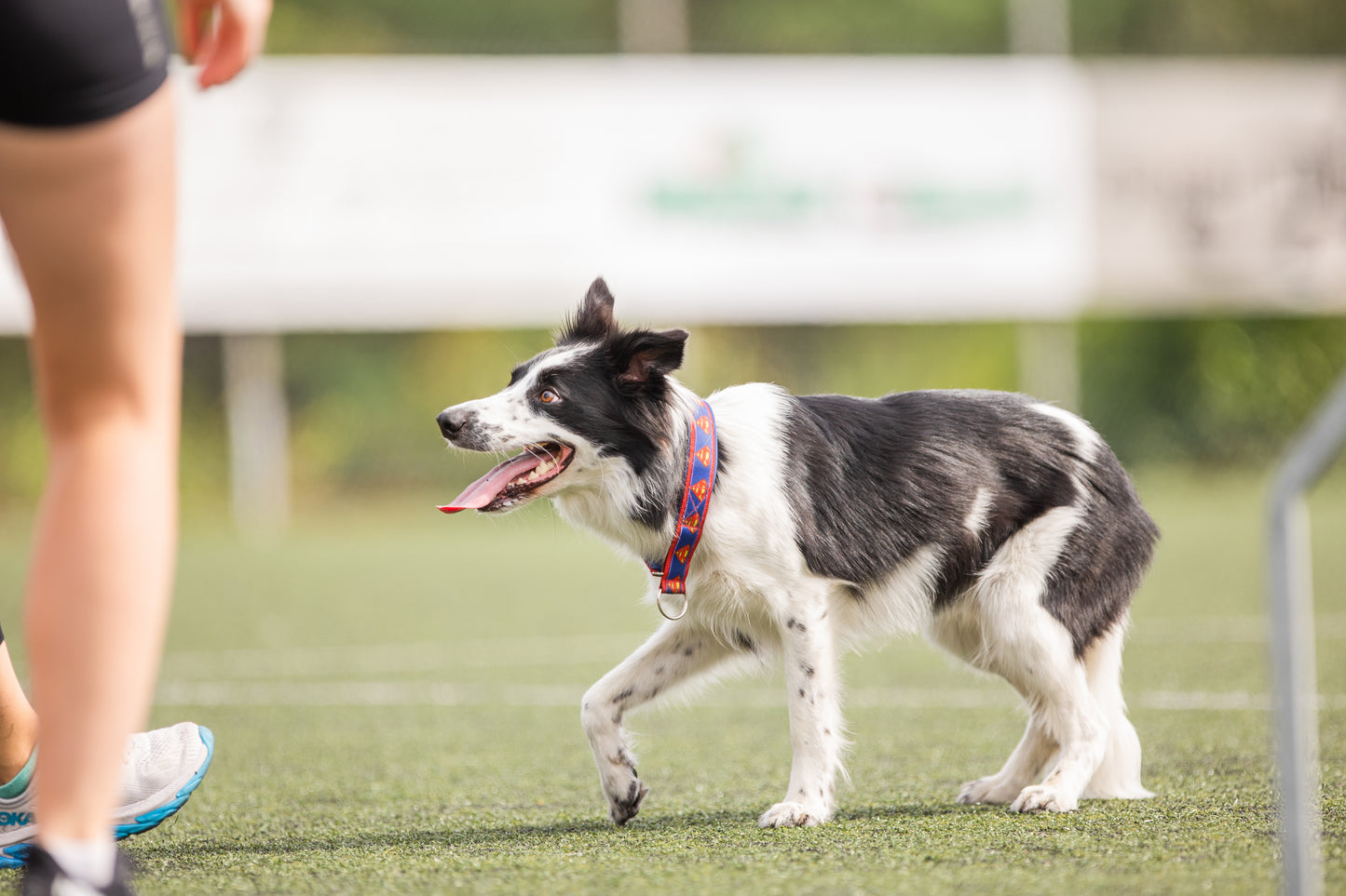 Agility Grunnkurs - Februar 2026