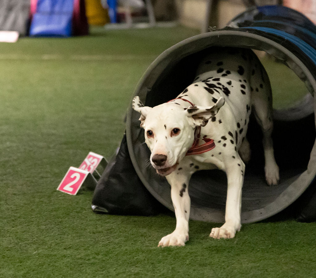 Agility Get Going - 21. Mars m/Line