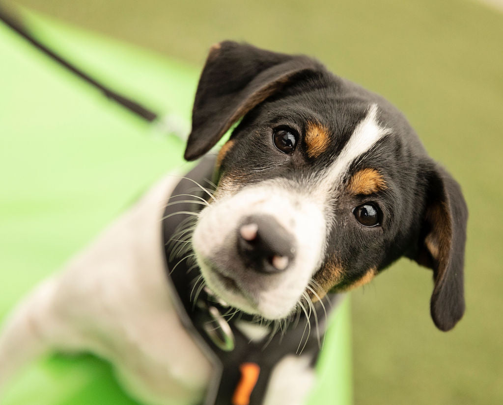 Ja 🐶 til håndtering! Håndteringskurs for hund & eier -13 & 27 juni 26