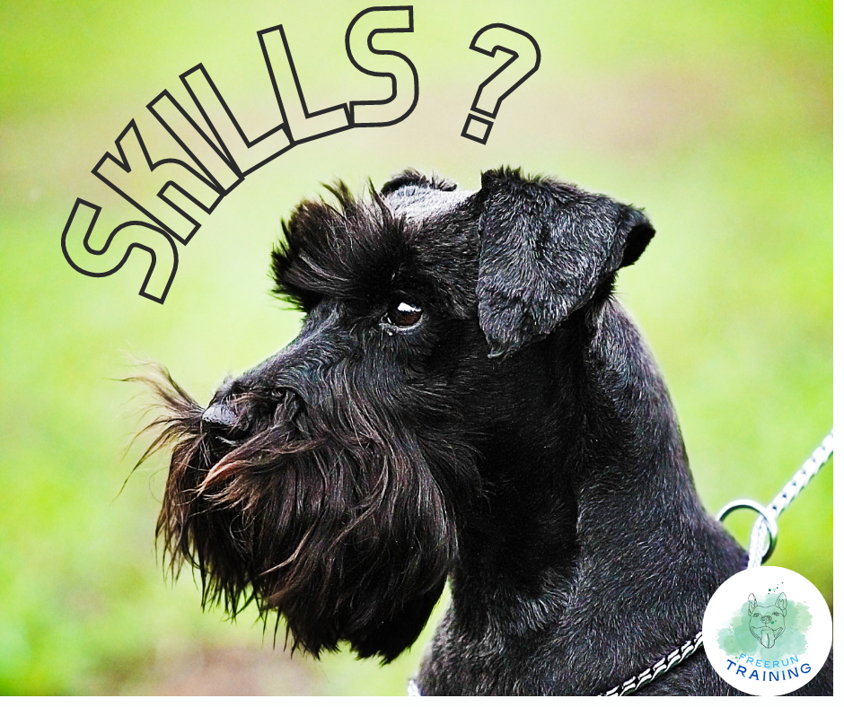 FreeRun Ung&Voksen hundeprat- 18. mars