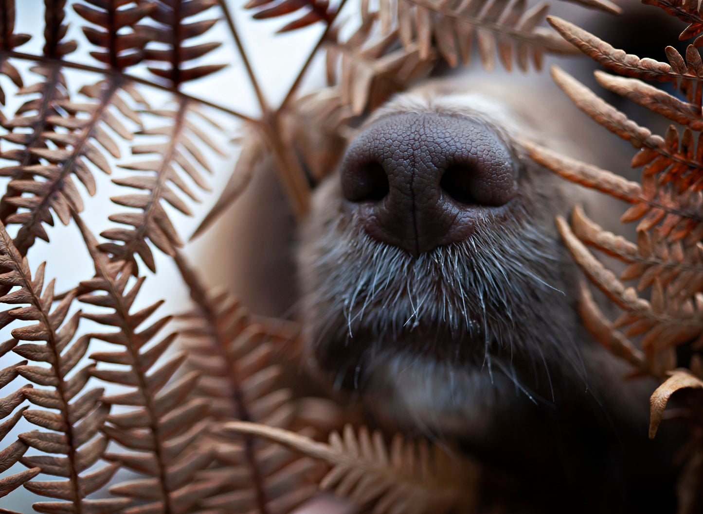 Smeller & Spesialsøk 6-8 februar 26