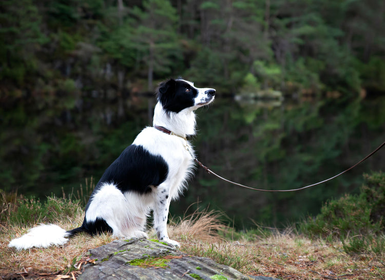 Hverdagslydighet: Fra Valp til Voksen