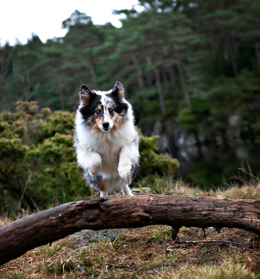 FreeRun Basic Hund - August 26