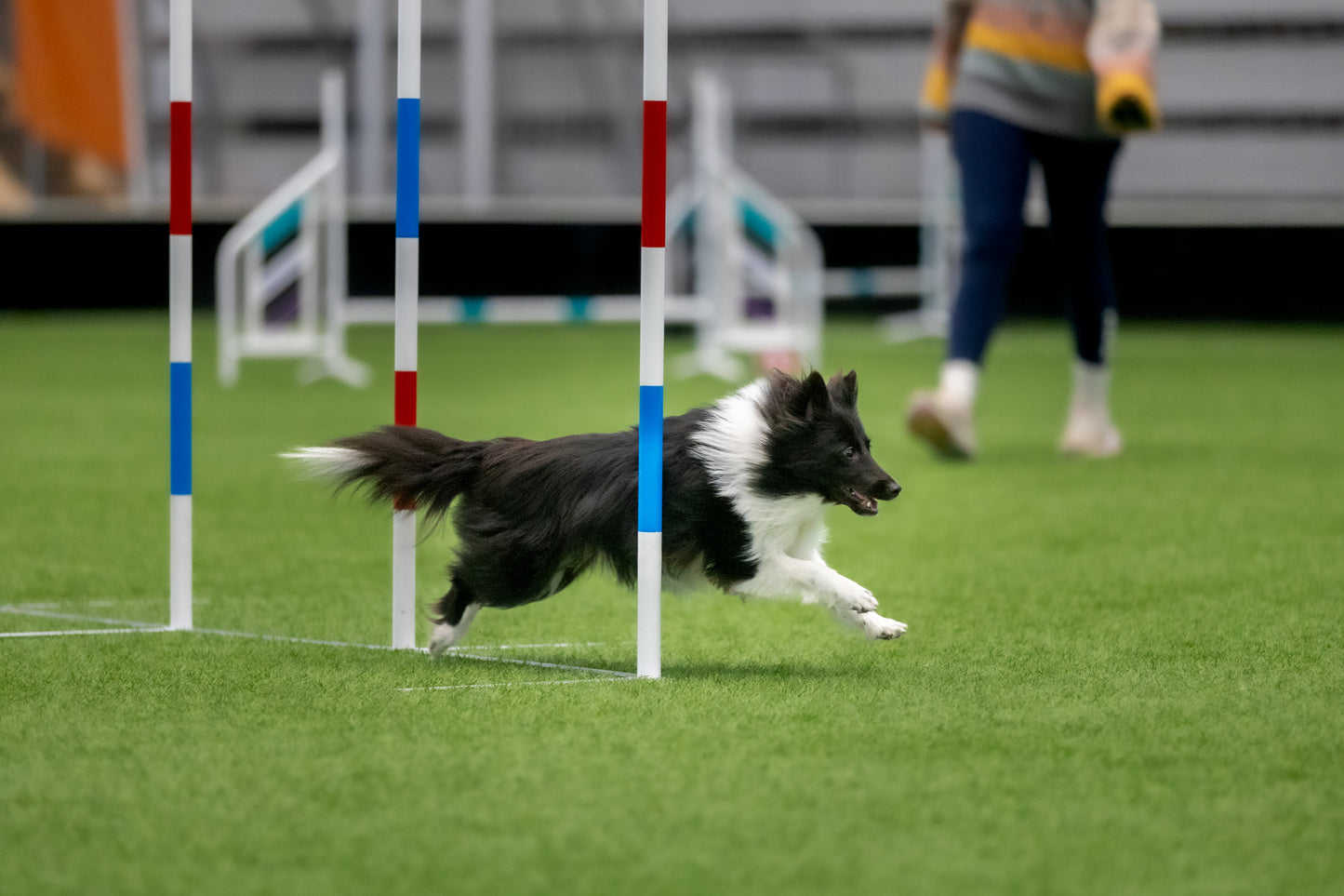 Agility Slalom - Februar 26 ⭐️ m/ Åsta