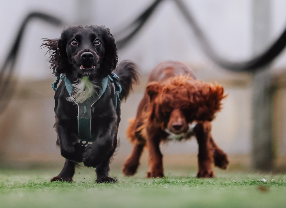 Hundesport - Alene med trener
