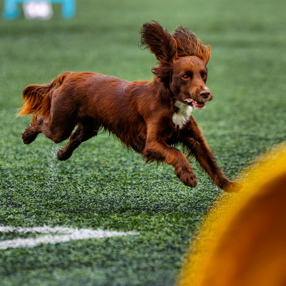 Agility Long Run m/Tine - August 25
