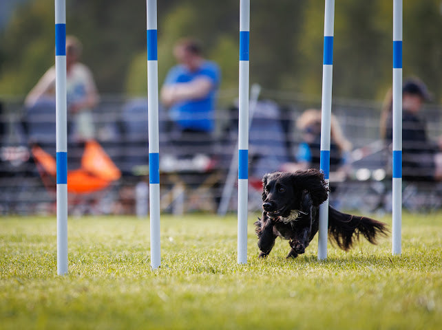 Agility Slalom ⭐️ m/ Åsta
