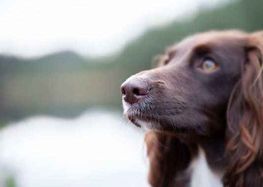 Smeller & Spesialsøk - 9 mai