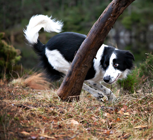 FreeRun Basic Hund - mars 26