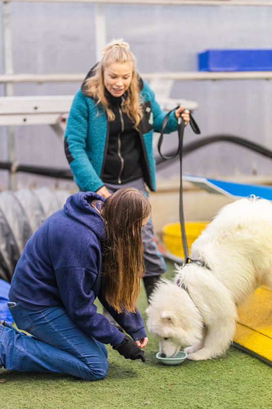 Personlig Trener til din hund - 5- timers pakke