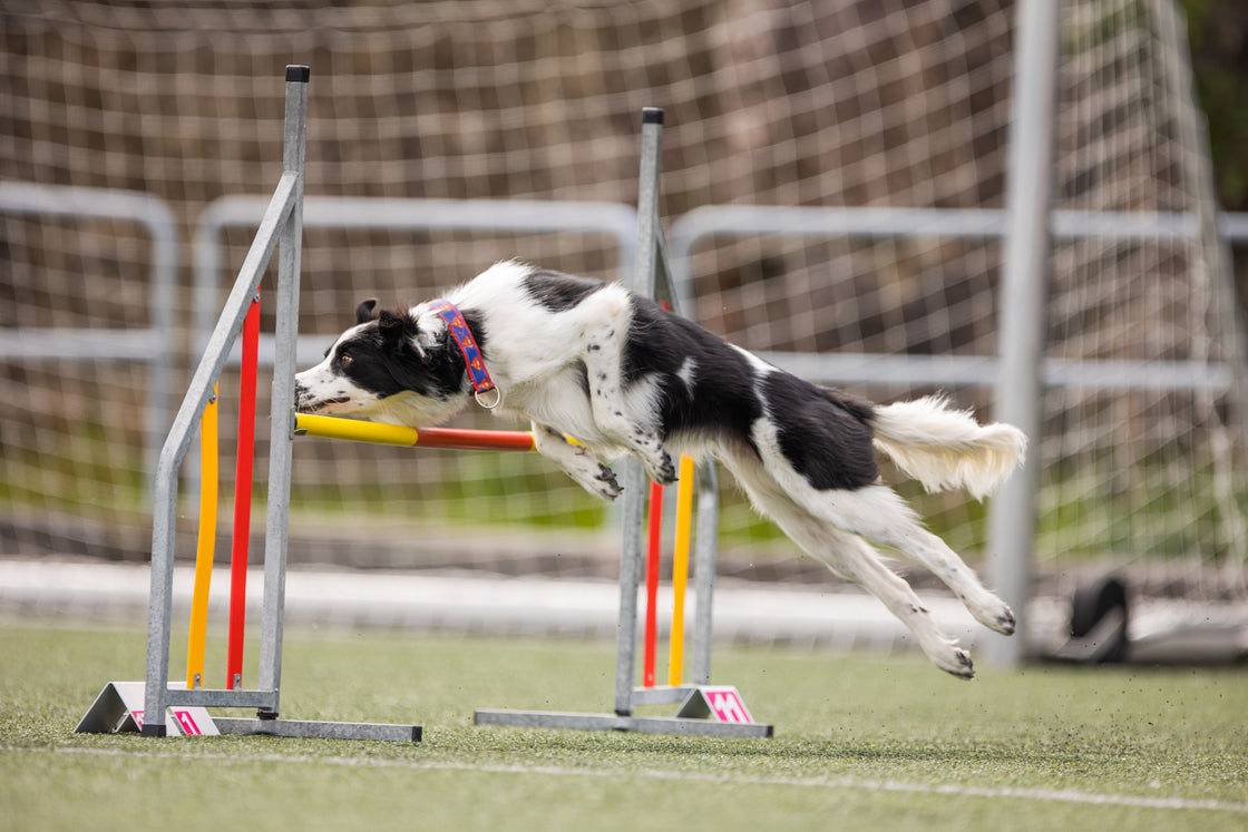 Agility Felt & Slalom m/ Tine - 28. september