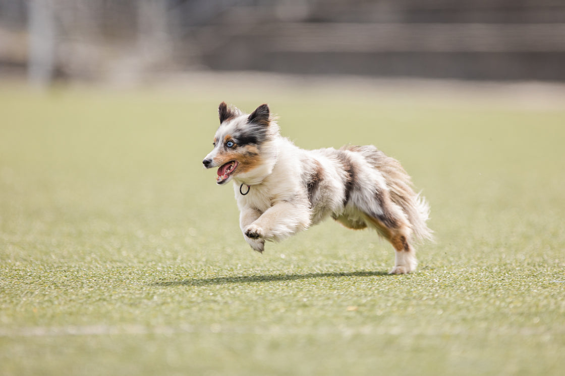 Agility Basic - 27. september m/ Tine