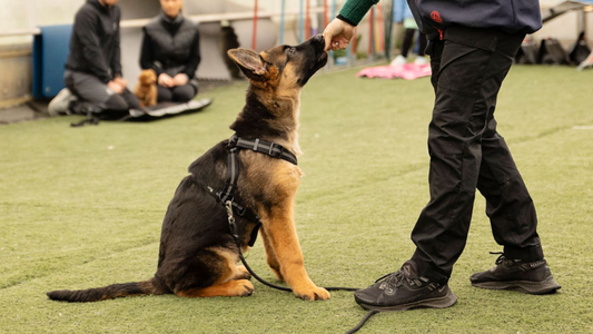 Personlig Trener til din hund