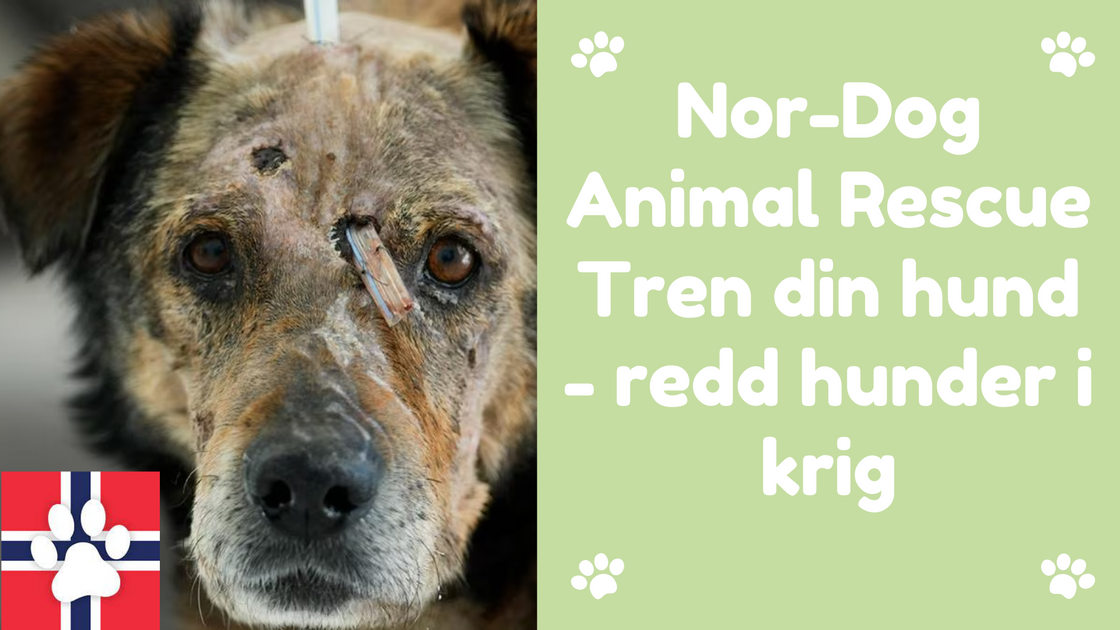 Nor-Dog Animal Rescue - BLÅBÆR- 8 oktober