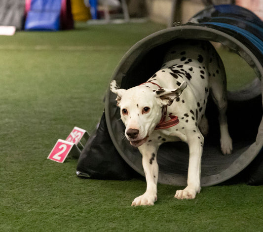 Agility Get Going - 21. Mars m/Line