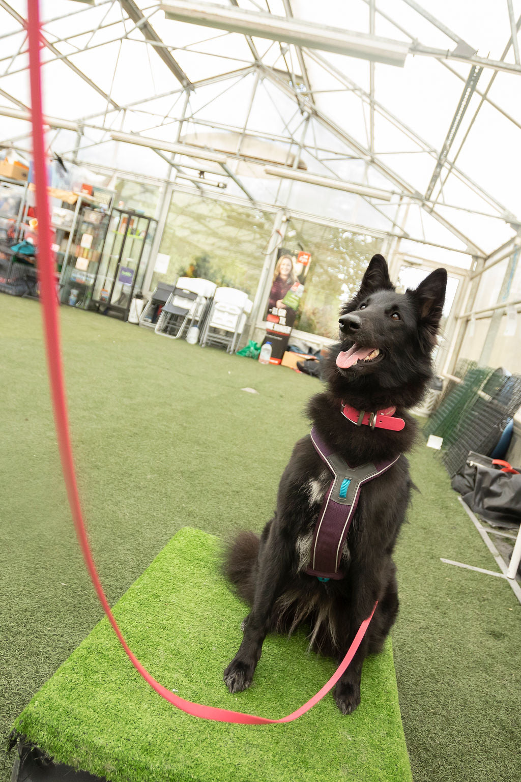 FreeRun Basic Hund - Oktober - 26