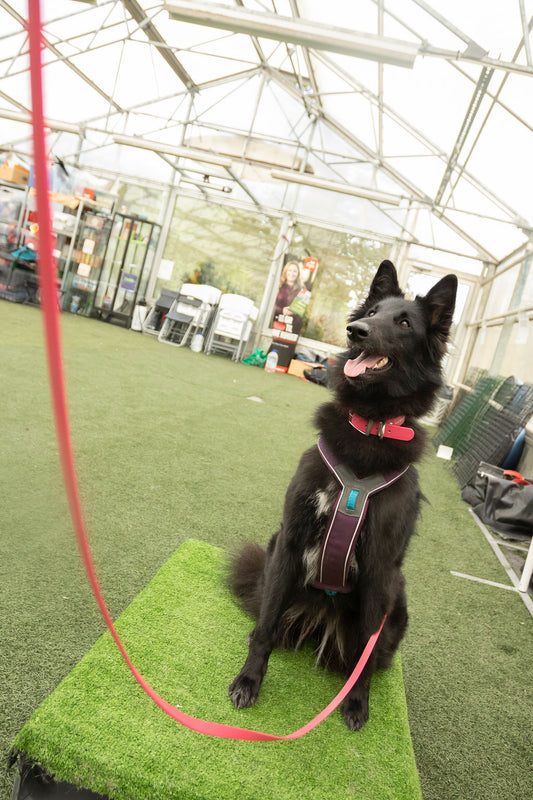 FreeRun Basic Hund - Oktober - 26