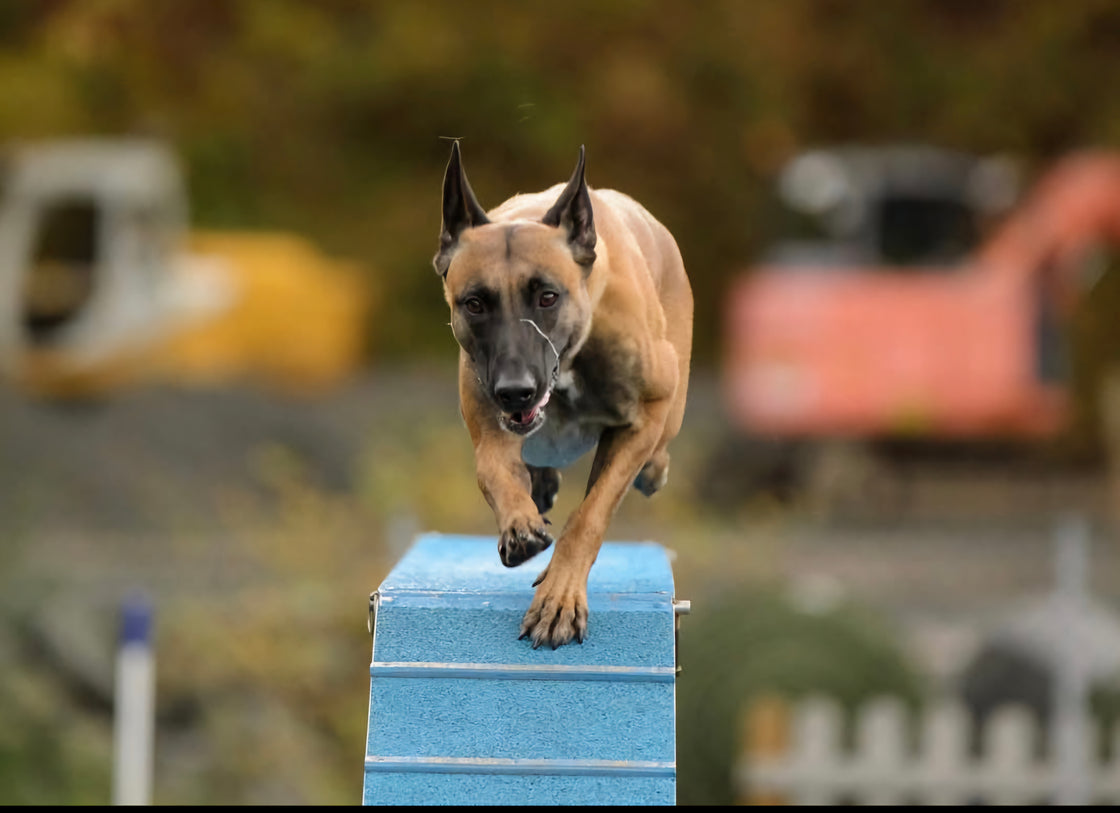 Agility Felt ☆ Samlingsbasert - vår 25