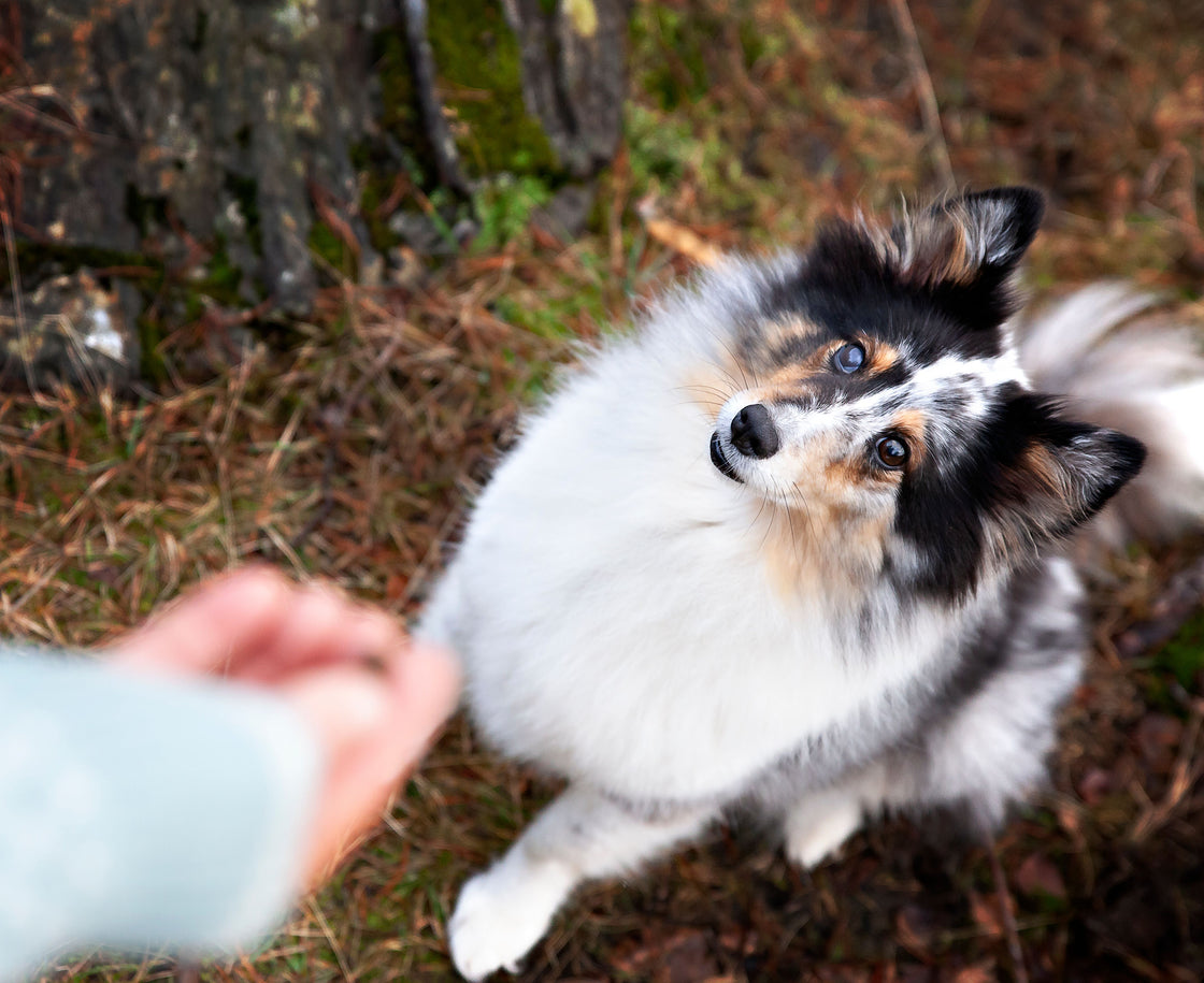FreeRun Basic Hund - Januar 26