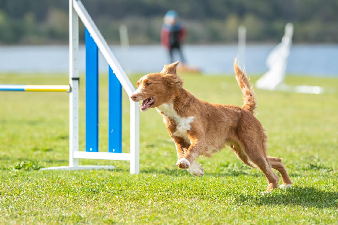 Agility Long Run m/ Marina - April 25