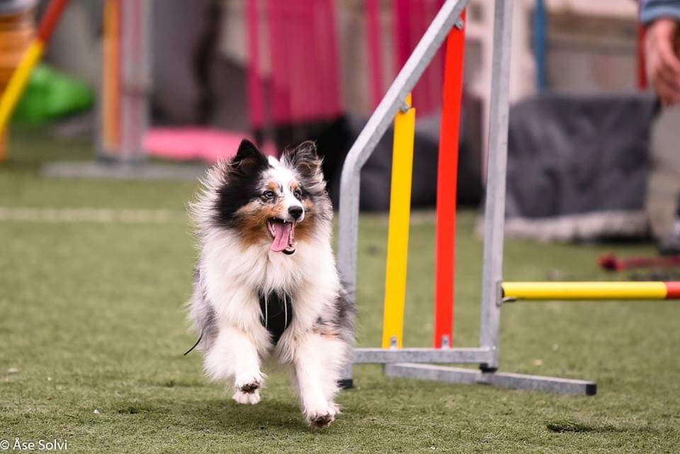 Agility Tema: Innsider & baksider m/ Tine - 26. oktober