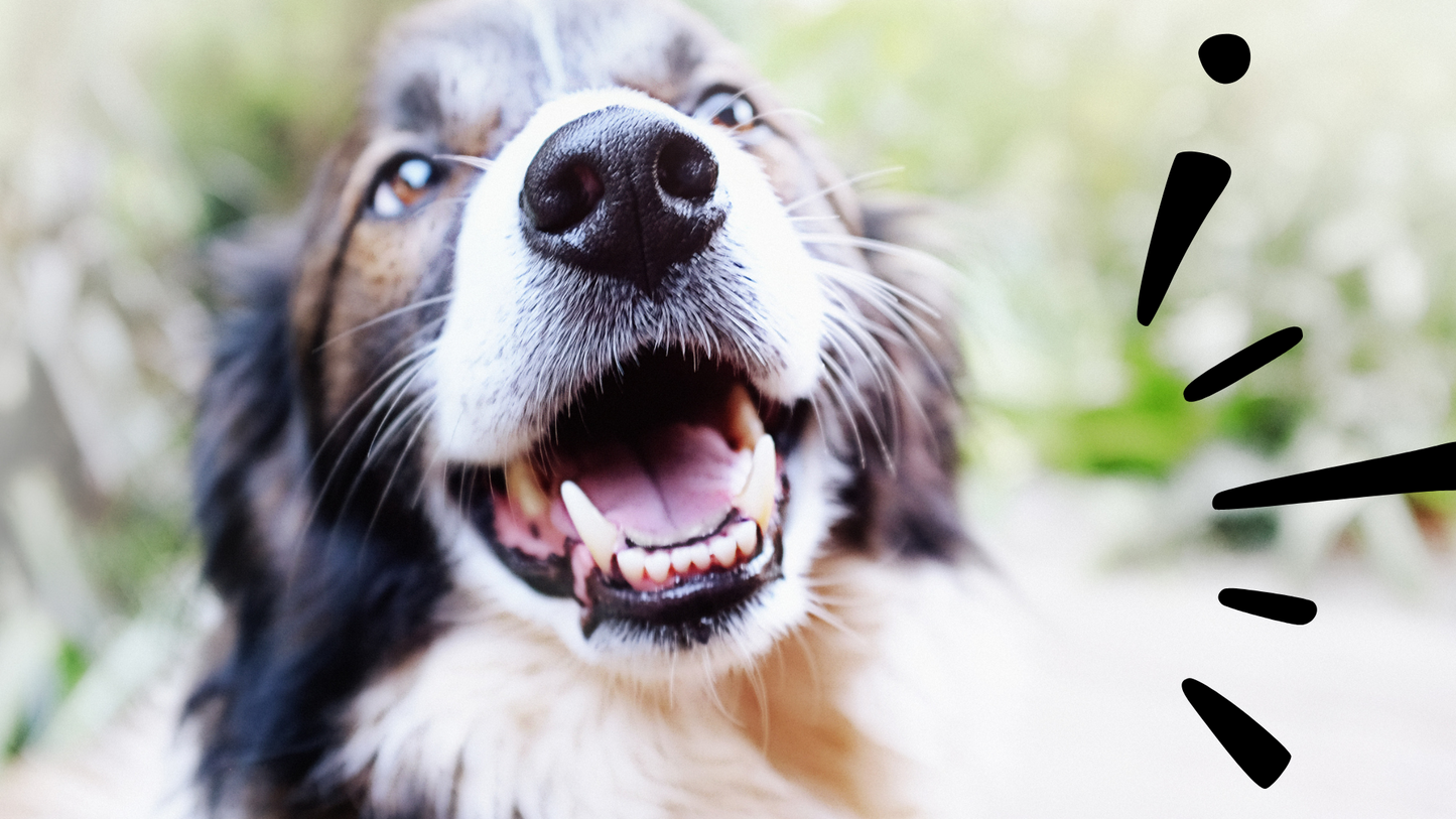 FreeRun Adferdskonsulent