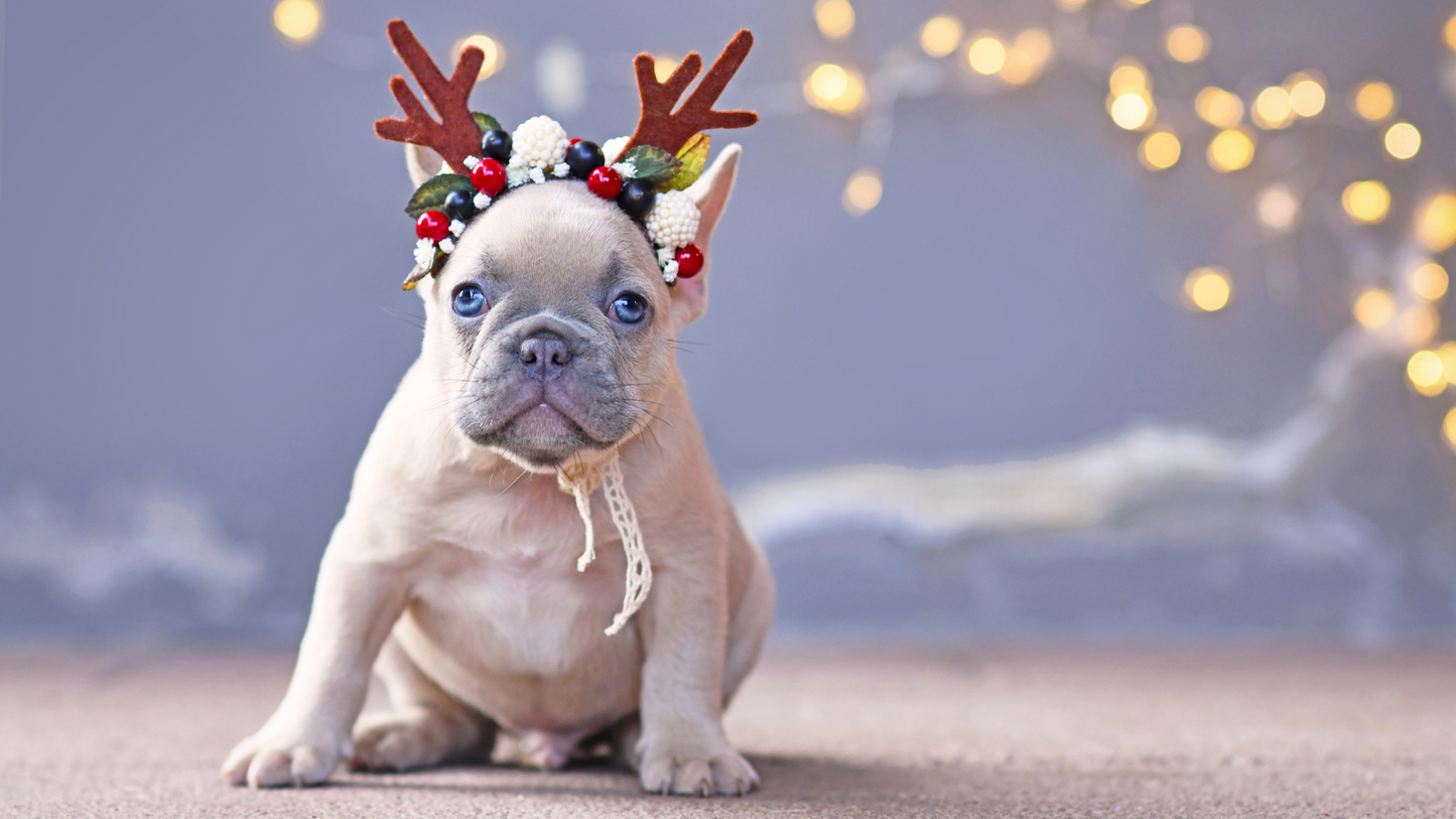 FreeRun HundeCafe - 7. Mars 2026