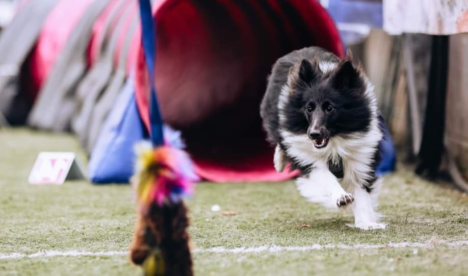 Agility Basic - 11. Februar m/Monica